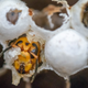 A mature Asian giant hornet getting ready to emerge from the cell where it developed as a larva.